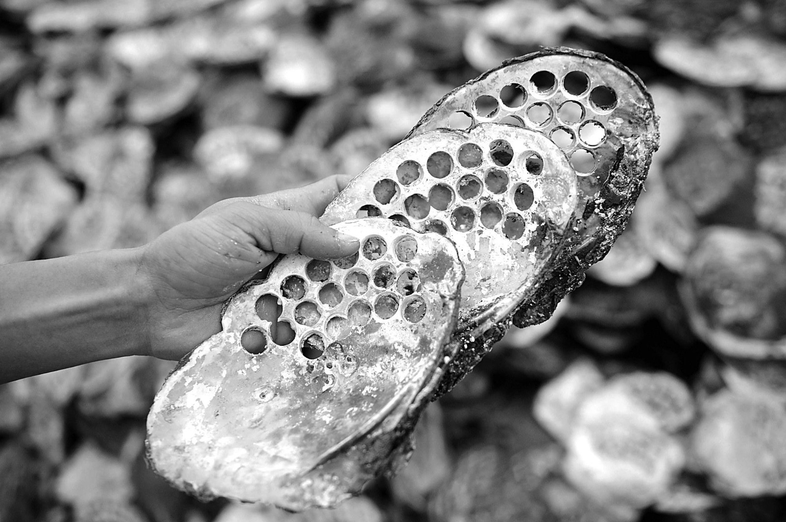 鄱阳湖畔，珍珠女的“传说”